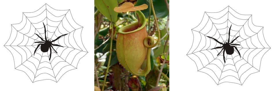 Do Pitcher Plants Eat Spiders