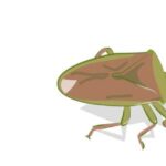 Do Pitcher Plants Eat Stink Bugs