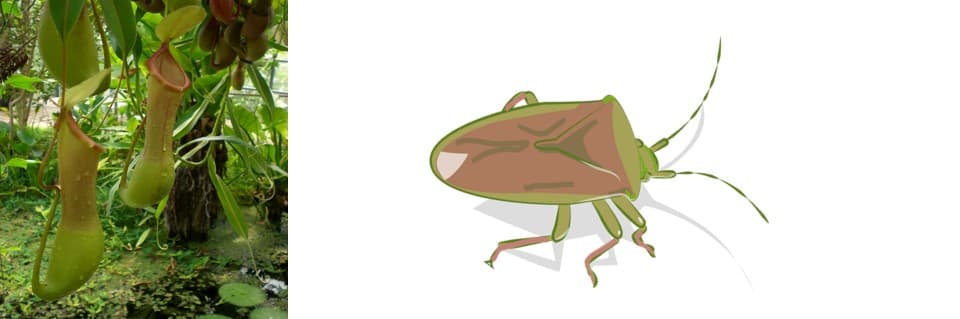 Do Pitcher Plants Eat Stink Bugs