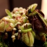 Do Pitcher Plants Have Chlorophyll