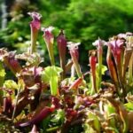 Do Pitcher Plants Have to Hang
