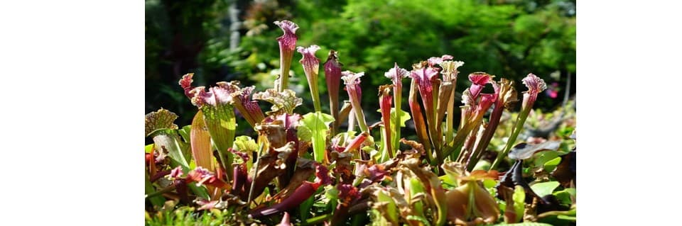 Do Pitcher Plants Have to Hang