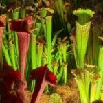 Should I Feed My Pitcher Plants