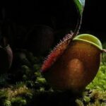 Why Pitchers on Pitcher Plants Turn Brown