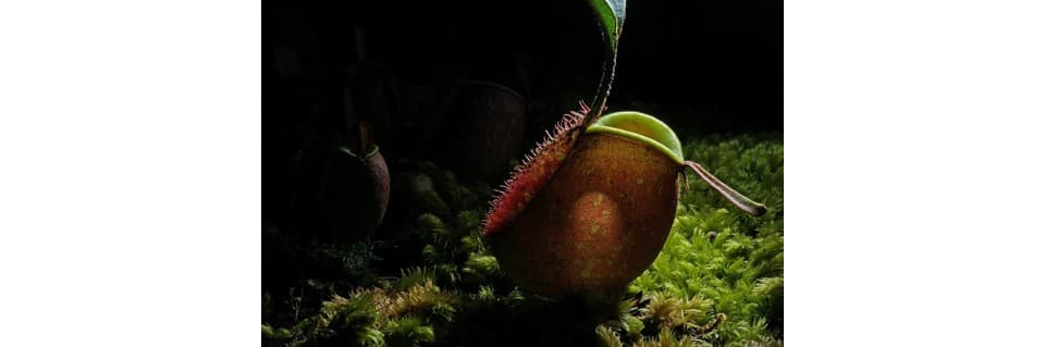 Why are the Pitchers on My Pitcher Plant Brown