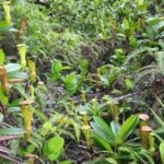 https://www.carnivorousplantsguide.com/how-long-do-pitcher-plants-live/