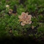 Are Butterworts Succulents?