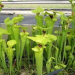 Are Pitcher Plants Hard to Keep Alive?
