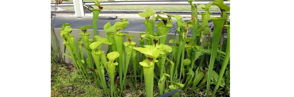 Are Pitcher Plants Hard to Keep Alive
