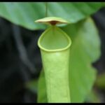Can Pitcher Plants Survive Without Pitchers?