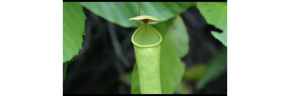 Can Pitcher Plants Survive without Pitchers