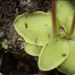 Do Butterworts Attract Bugs?