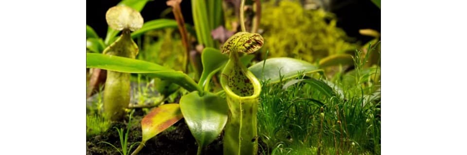 Do Pitcher Plants Bloom