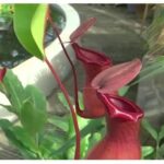 Do Pitcher Plants Eat Frogs