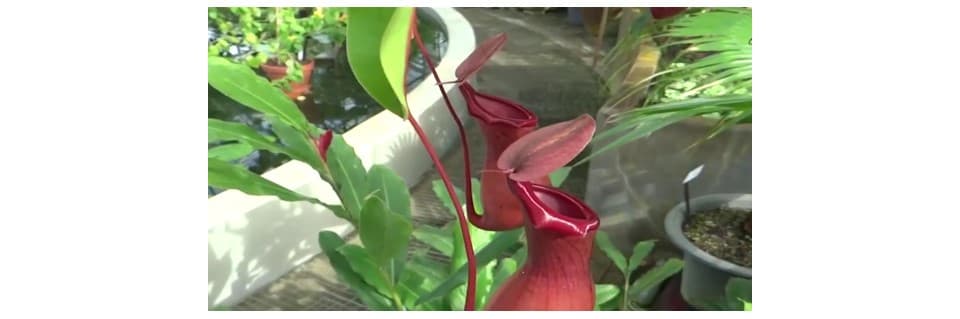Do Pitcher Plants Eat Frogs