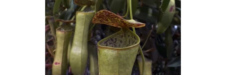 Do Pitcher Plants Eat Honey Bees