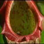 Do Pitcher Plants Need Bugs