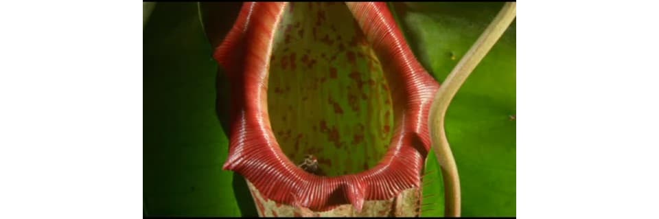 Do Pitcher Plants Need Bugs