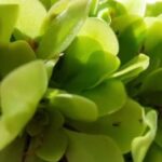 Do You Need To Fertilize Pinguicula