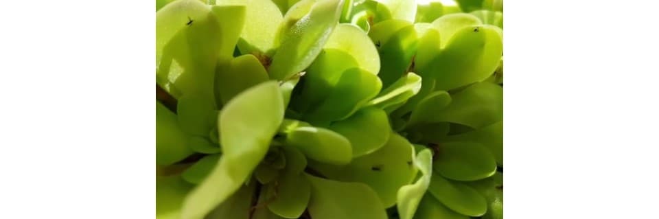 Do You Need To Fertilize Pinguicula