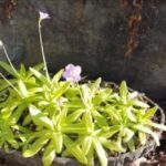 How Do I Get My PInguicula to Flower