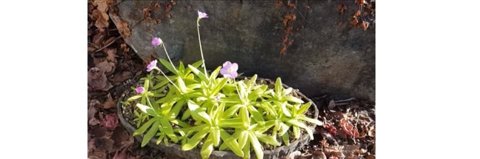 How Do I Get My PInguicula to Flower