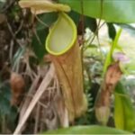 How Do You Propagate Nepenthes? (3 Ways)