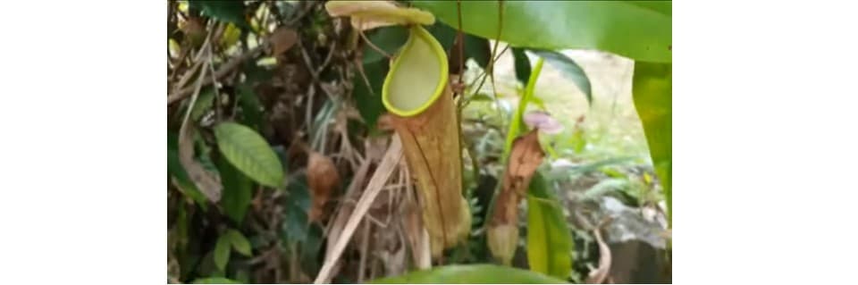 How Do You Propagate Nepenthes