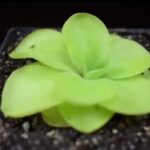 How Often Should I Water Butterworts