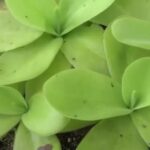 Pinguicula Gigantea Care
