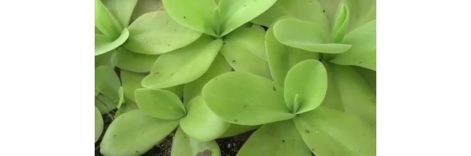 Pinguicula Gigantea Care