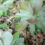 Pinguicula Moranensis Care