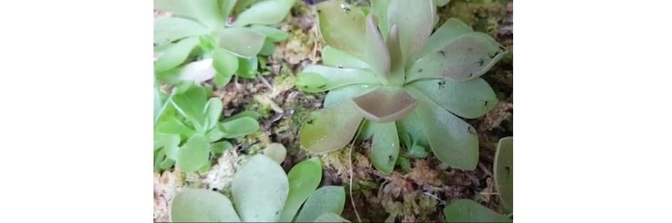 Pinguicula Moranensis Care