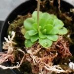 Pinguicula Sethos Care