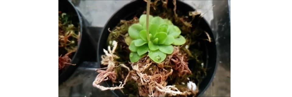 Pinguicula Sethos Care