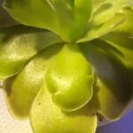 Pinguicula Weser Care Guide