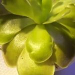 Pinguicula Weser Care