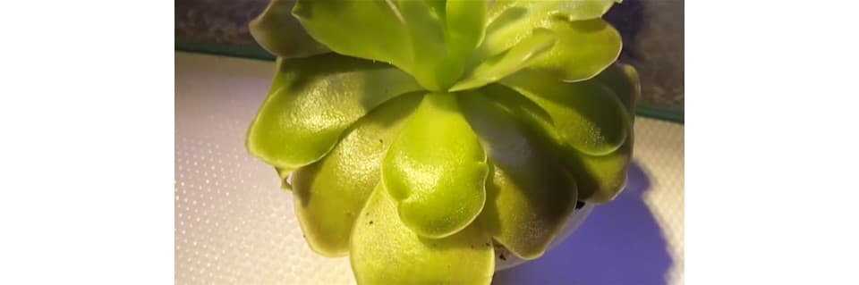 Pinguicula Weser Care