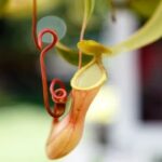 Why is My Pitcher Plant Closed?