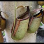 Why is My Pitcher Plant Dying? 6 Symptoms and Cures