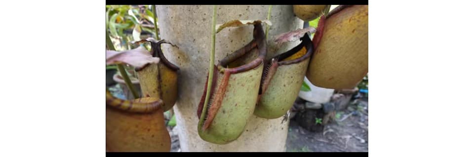 Why is My Pitcher Plant Dying