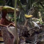 Do Pitcher Plants Make Their Own Food?