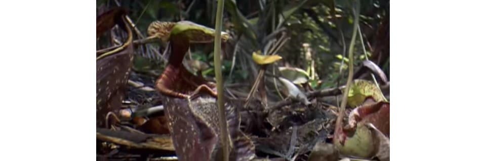 Do Pitcher Plants Make Their Own Food