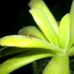 How Do You Feed Pinguicula