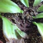How Do You Plant Pinguicula on Rocks