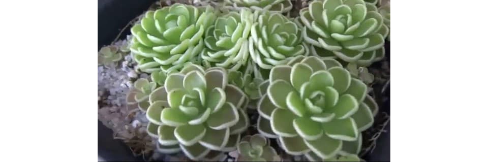 How to Pollinate Pinguicula