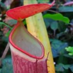 Nepenthes Albomarginata Care