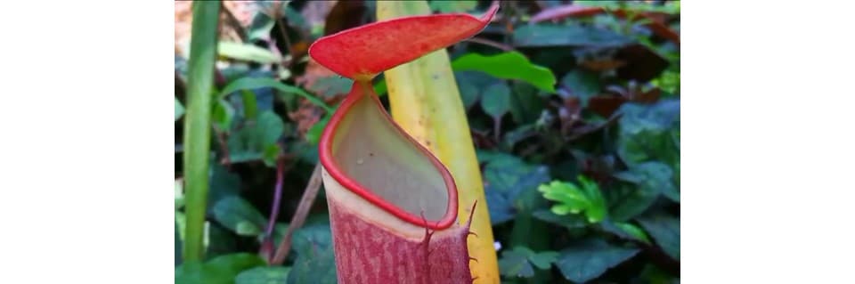 Nepenthes Albomarginata Care