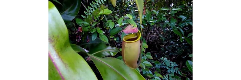 Nepenthes Bicalcarata Care