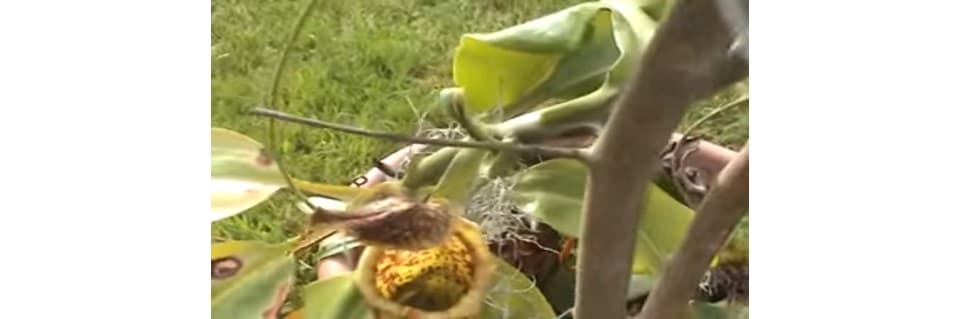 Nepenthes Maxima Care